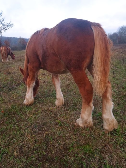 Vând mânz de 8 luni