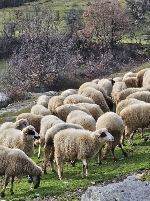 Продавам стадо овце – 60 броя