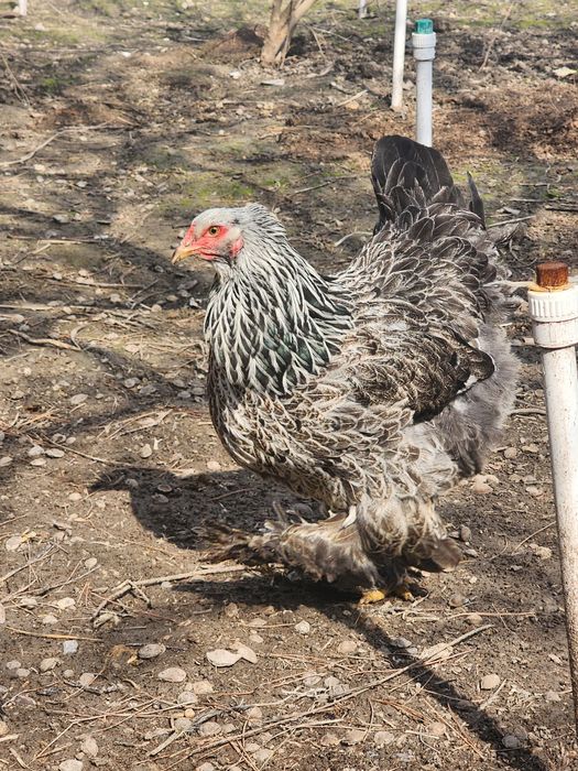 Brama tyomniy pux tuxumlari sotiladi