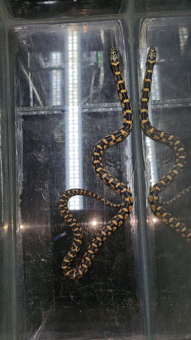 Крысиный полоз Ratsnake