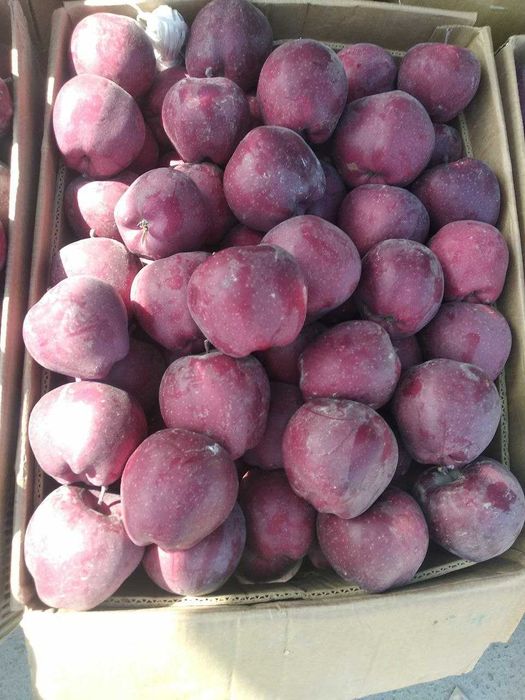 Mevali daraxt ko'chatlari optom va dona