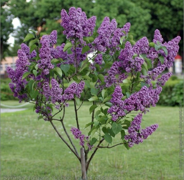 Яблони сливы груши смородина.