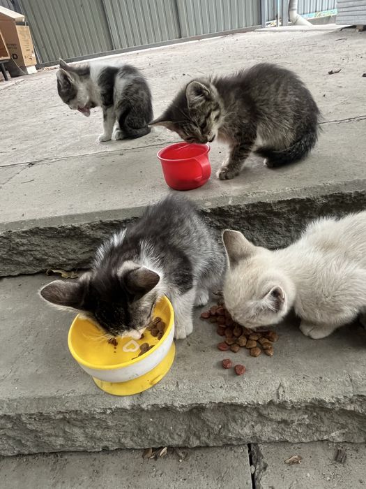 Отдам котят в хорошие руки