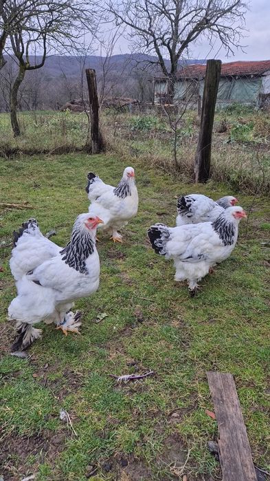 Pasari Brahma Herminat Deschis