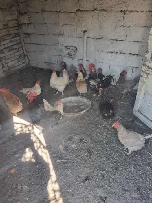 Продам Домашних курей