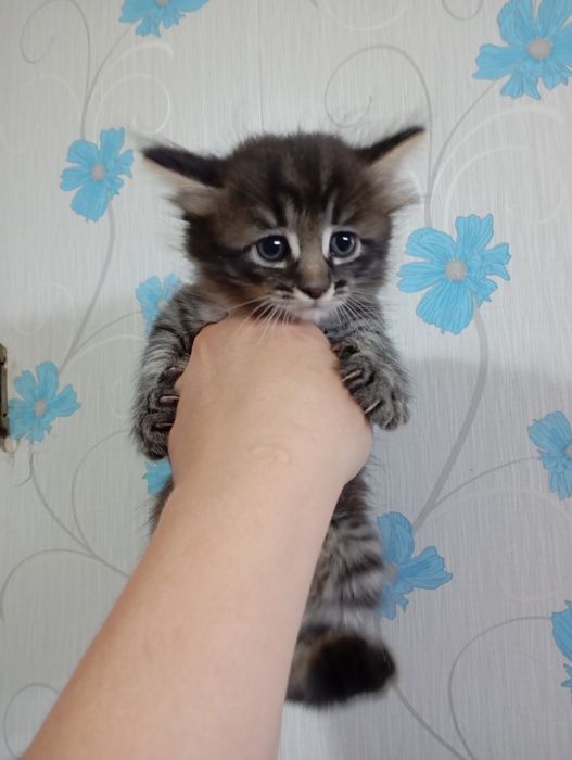 Заботливые хозяева