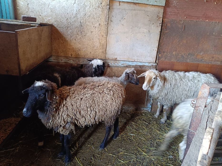 Продам койлар сатылады