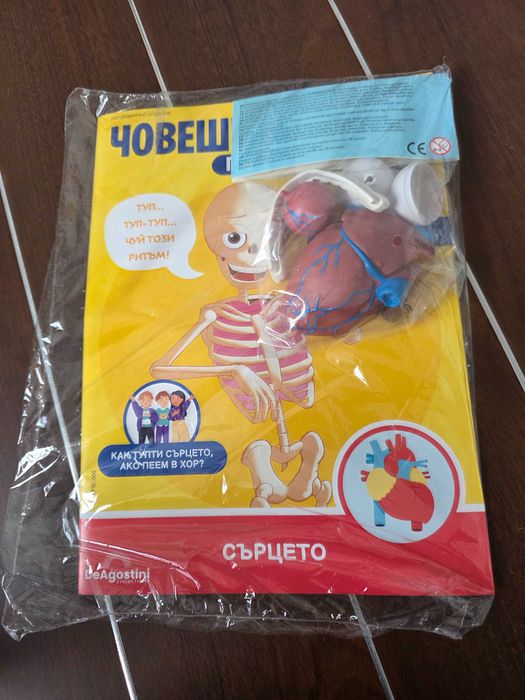 Човешкото тяло СКЕЛЕ