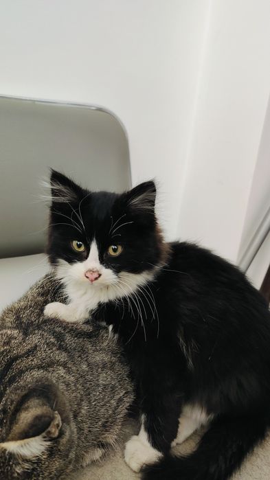 Милый котенок в добрые руки