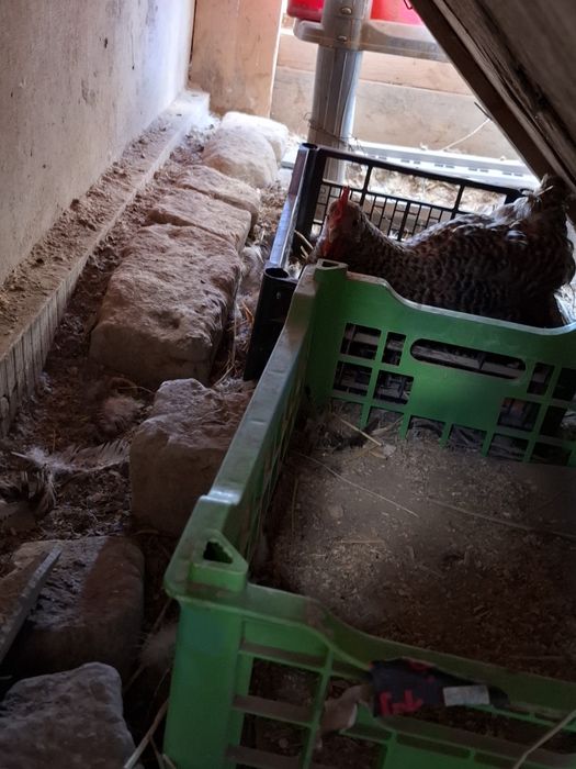 1 ,қораз ,4-мекен сатылады.