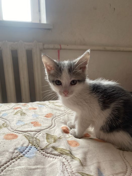 Отдам котят бесплатно