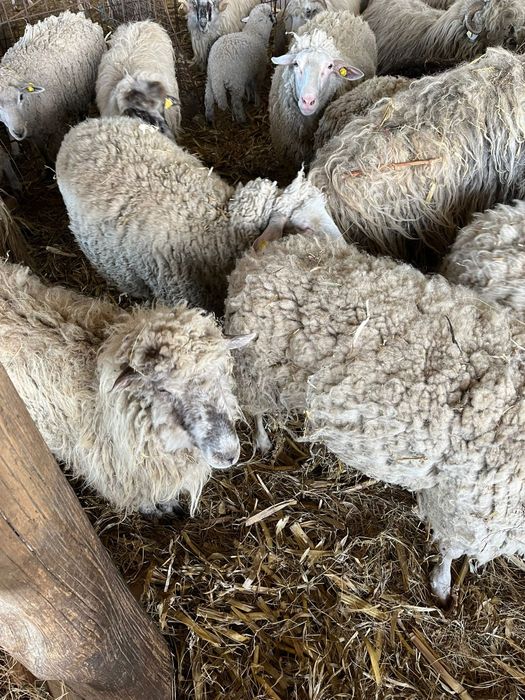 Vând oi sau schimb cu vitei