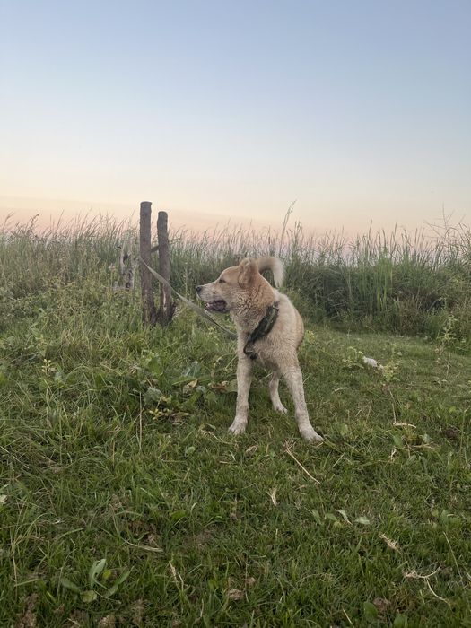 Продается щенок Алабая