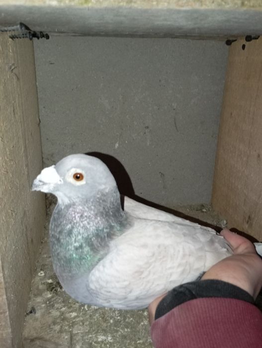 Vând porumbei voiajori