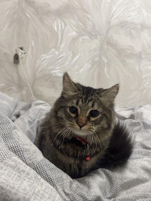 Кот Сибирский отдам