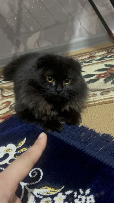 Продаю кота породи хайлендсфолд