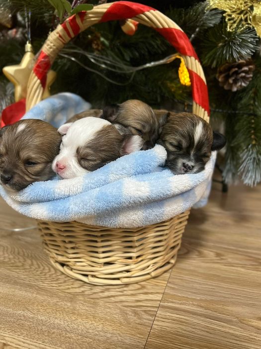 Чихуахуа вязка кобель