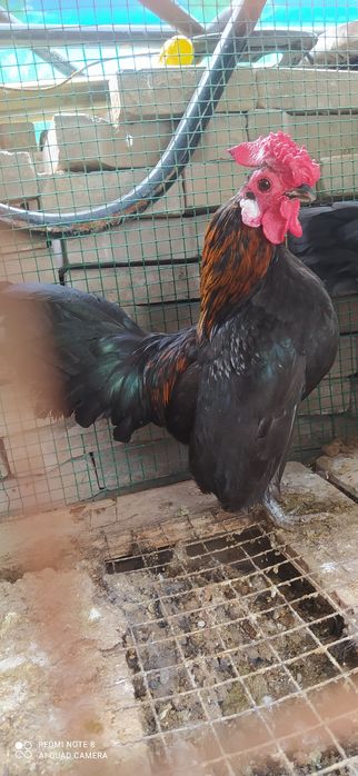 Сибрайт питух. Sibrayt xo'roz