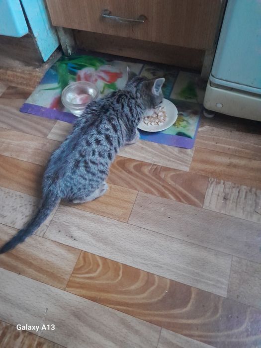 Отдам кошку добрым людям даром мать погибла или бросила