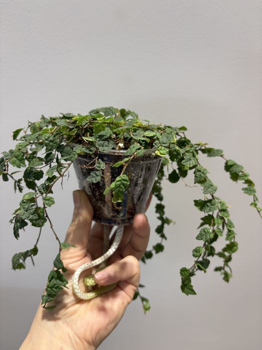 Фикус дуболистный, фикус эстер