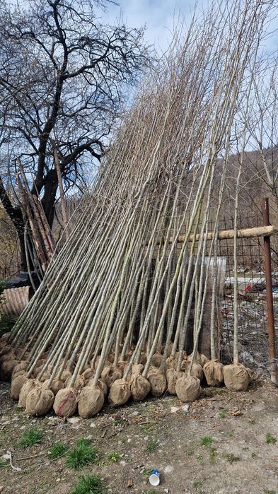 Platan copaci ornamentali