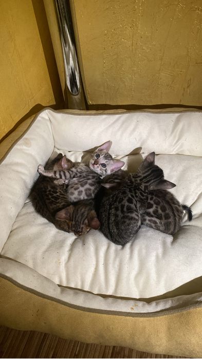 бенгальские котята
