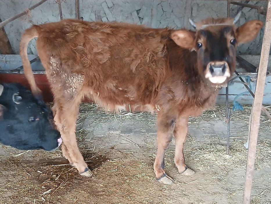 Букка ва гуножин сотилади