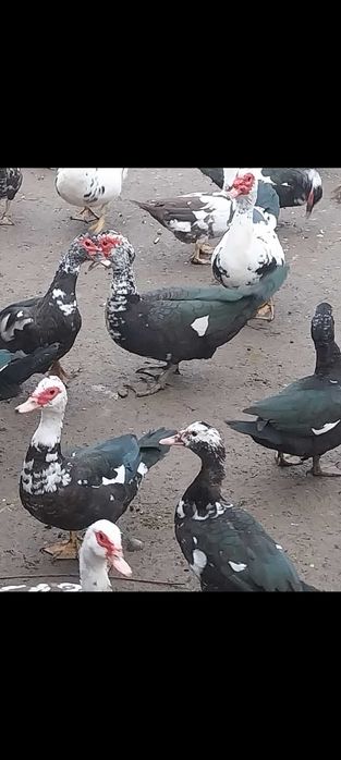 RATE LESESTI - Exemplare deosebite,  Diferite marimi - Jud ARGES