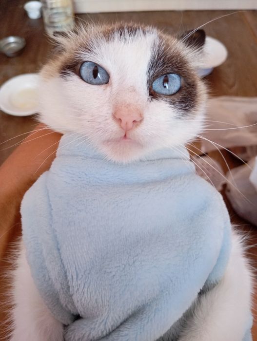 Кошечка котенок кот в частный дом