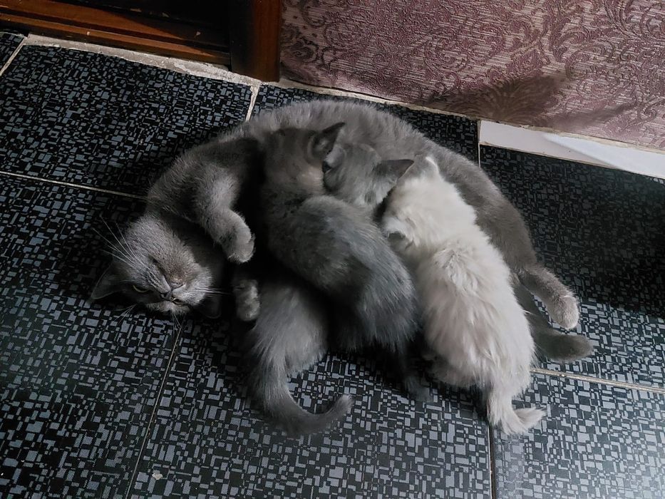 Отдам котят в добрые руки