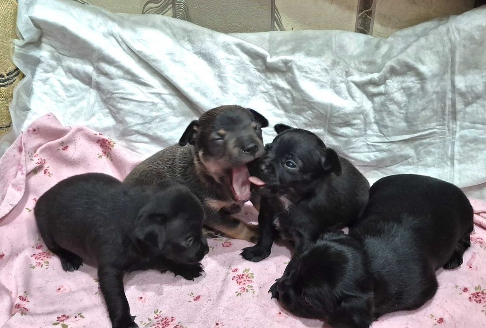 Бронь на щенков русский той терьер