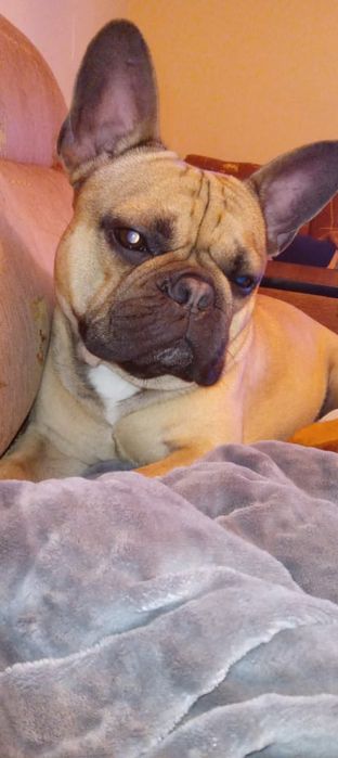 Для вязки  мальчик