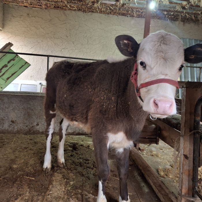 Сиыр сатылады 700000