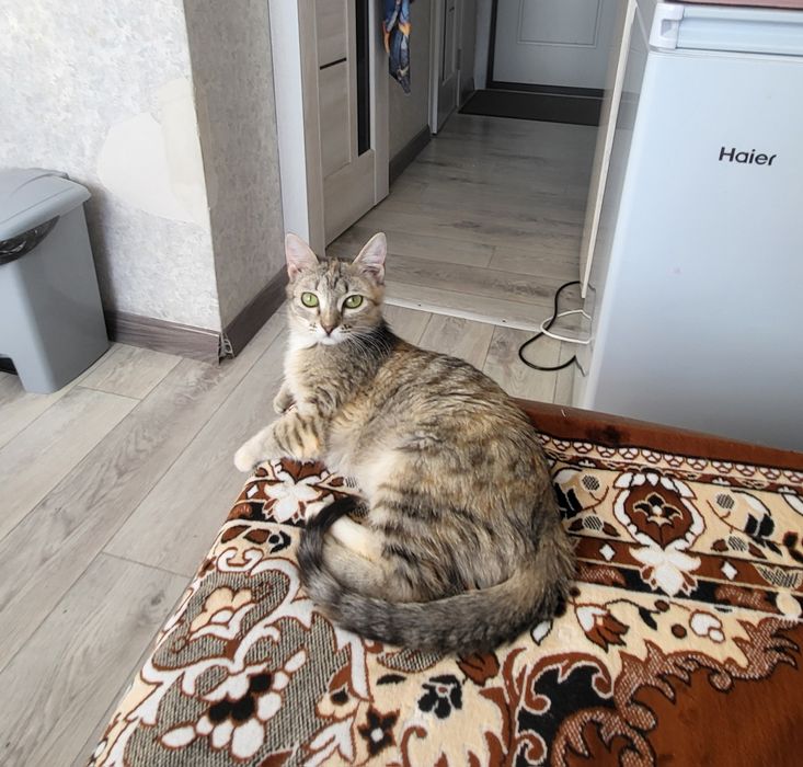 Отдам кошечкув хорошие руки