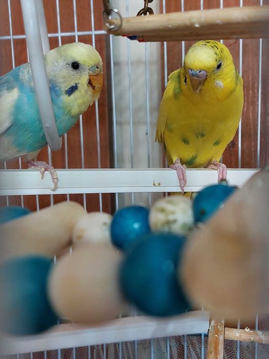 Волнистый попугай