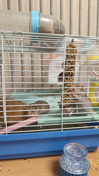 Хомячки (1 месяц)