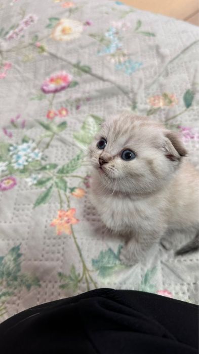 Кошка шотладская