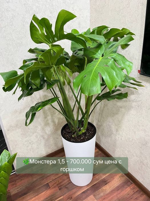 Сансевиерия, Пахира, Замиокулькас