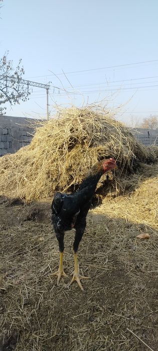 Продаются дакан бойцовый шөже 5-месяцев Империя Шамо