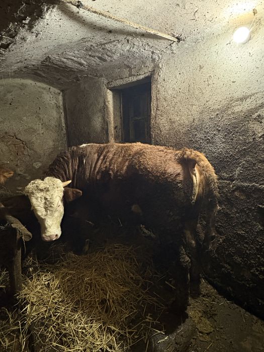 Vând vacă + tăuraș, sănătoși, crescuți natural