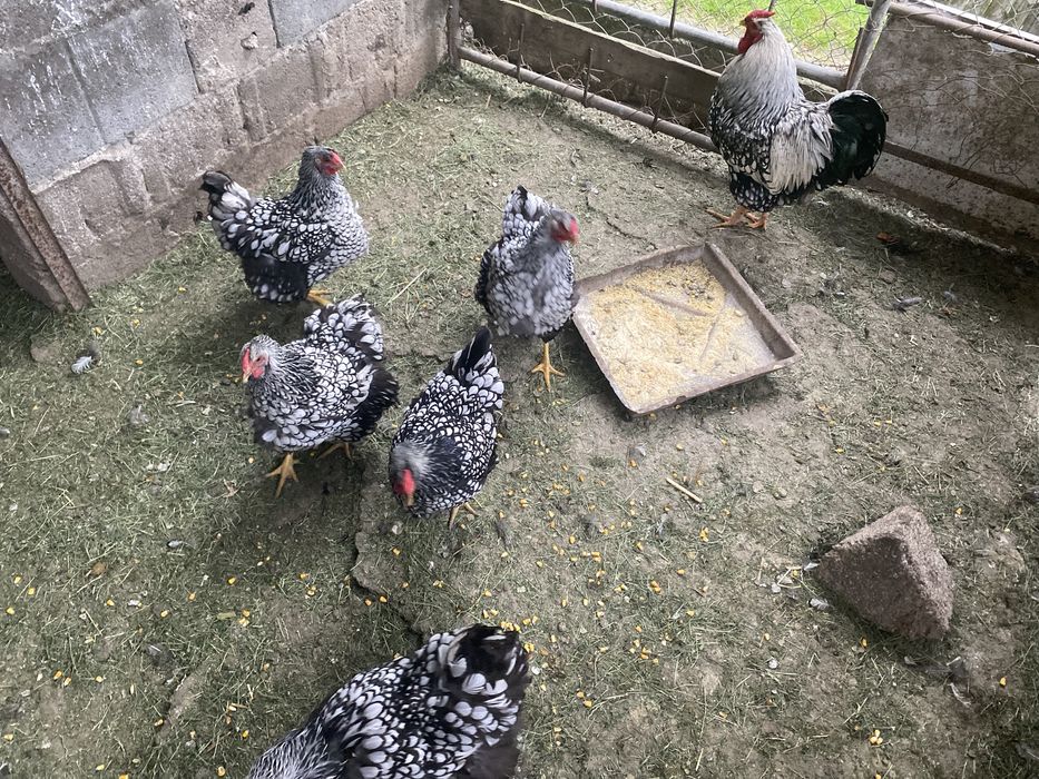 Vand cocosi Wyandotte