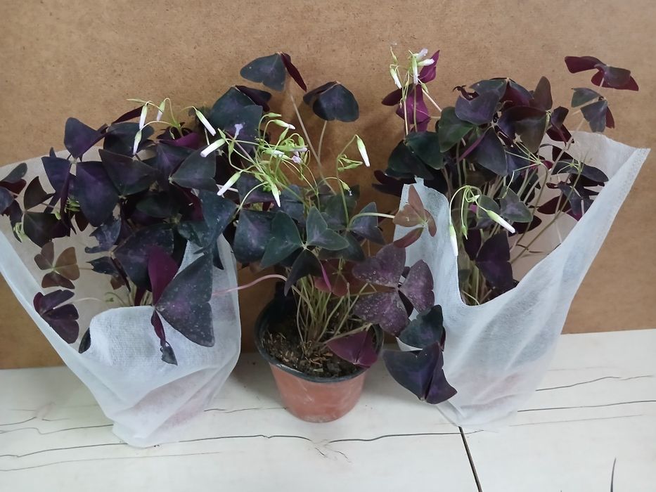 Кислица оксалис бабочка