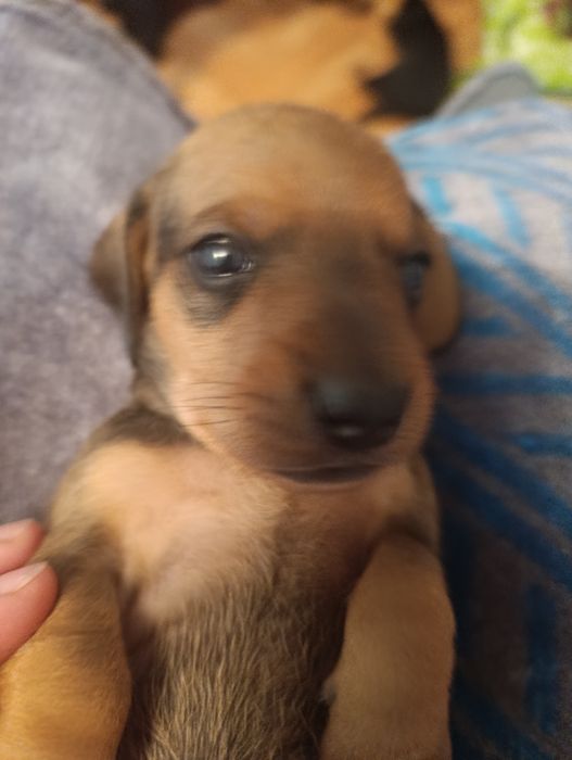 Продаю щенков таксы