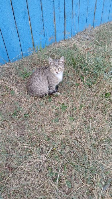 Котята мальчишки ищут любящий  дом