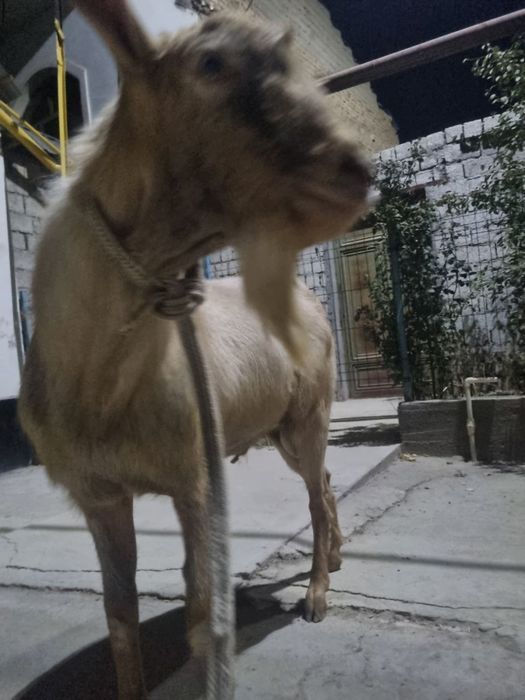 Taka  zotdor echki arendaga