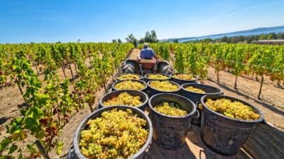 Struguri de vin bine copți și atent selecționați