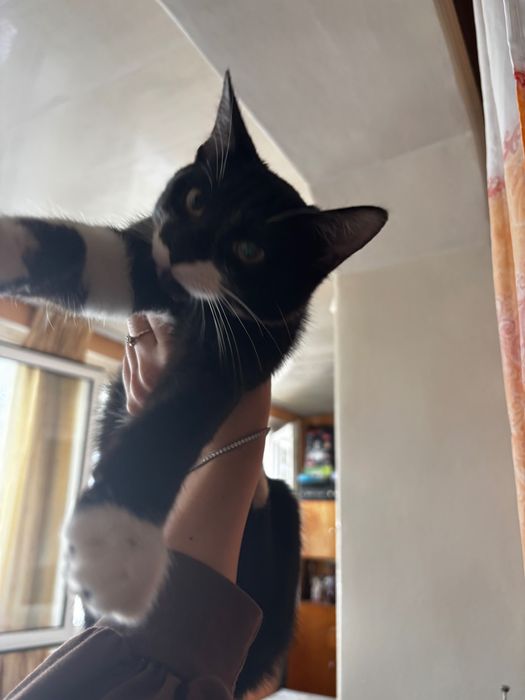 отдам котят бесплатно