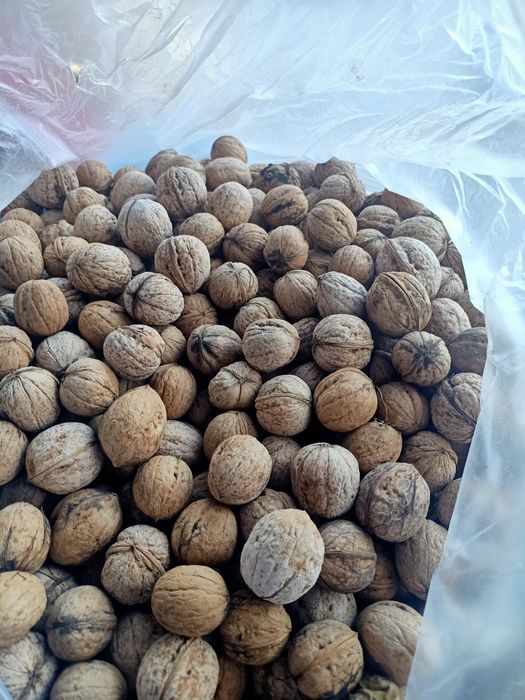 Домашний грецкий орех