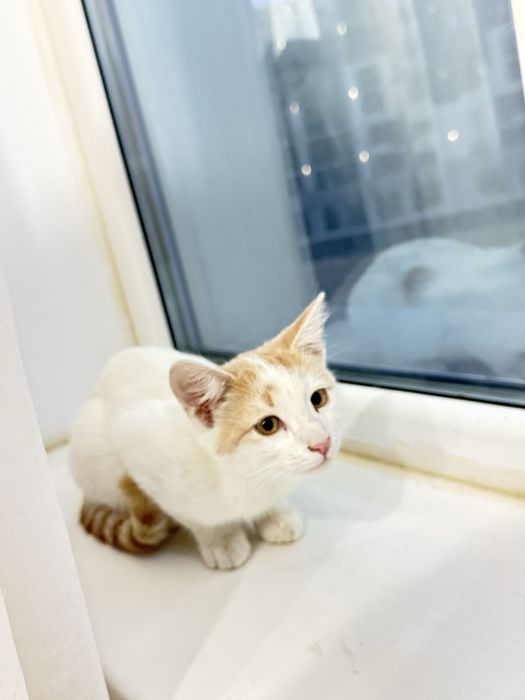 Котенок мальчик 4 мес