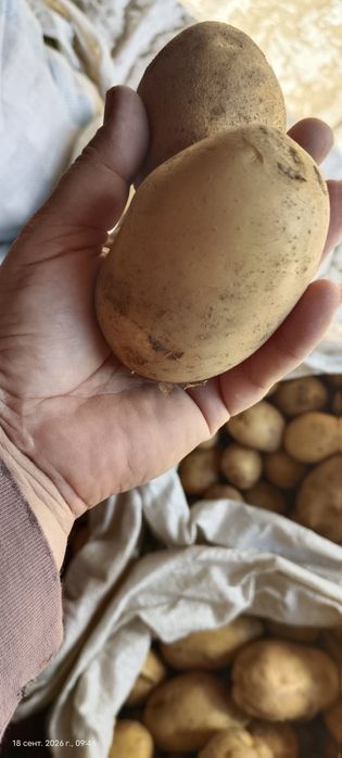 Продам Домашний картофельь